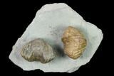 Two Fossil Brachiopods (Platystrophia) Mounted On Shale - Kentucky #138832-1